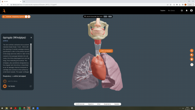 atlas_windows_with_lemma_respiratory.png